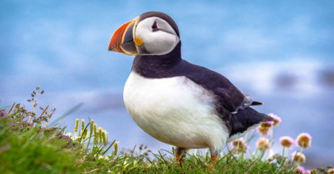 Papageitaucher an den Westfjorden