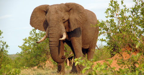 Elefant im Krüger National Park